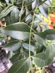 Magnoliopsida