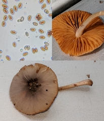 Bolbitius reticulatus