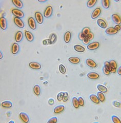 Bolbitius reticulatus