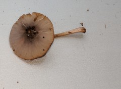 Bolbitius reticulatus