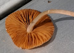 Bolbitius reticulatus