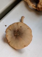 Bolbitius reticulatus