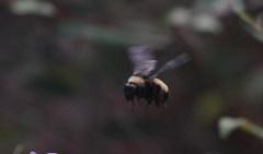 Bombus pensylvanicus image