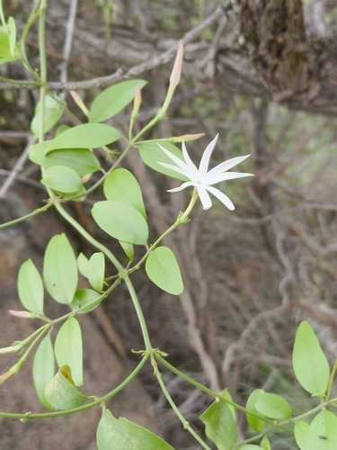 Jasminum angustifolium, 2025-05-30