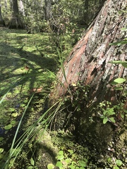 Carex decomposita