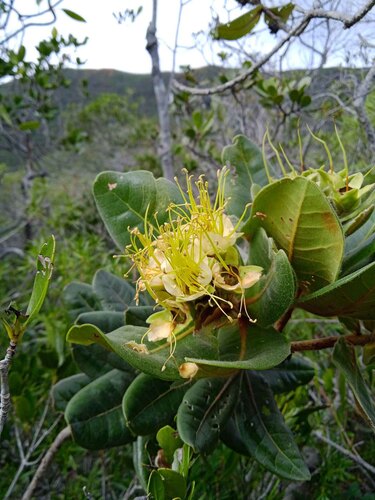 Xanthostemon ferrugineus observed 2025-05-22