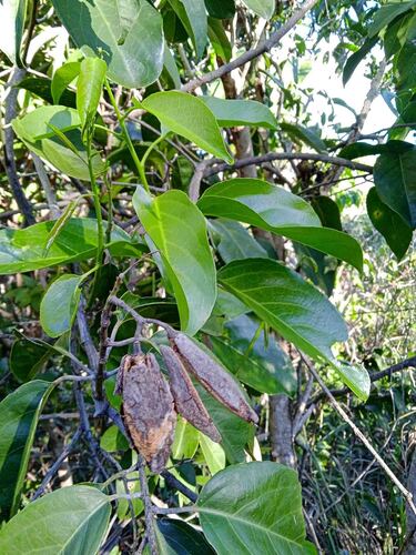 Agatea observed 2025-05-22