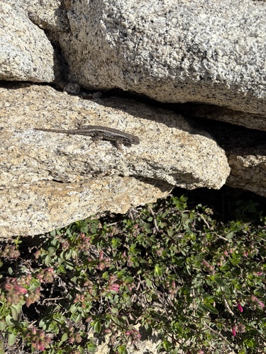 iNaturalist observation photo of Common Sagebrush Lizard
