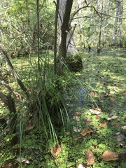Carex decomposita