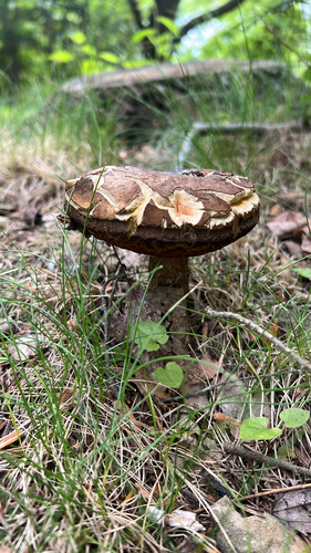 boletes