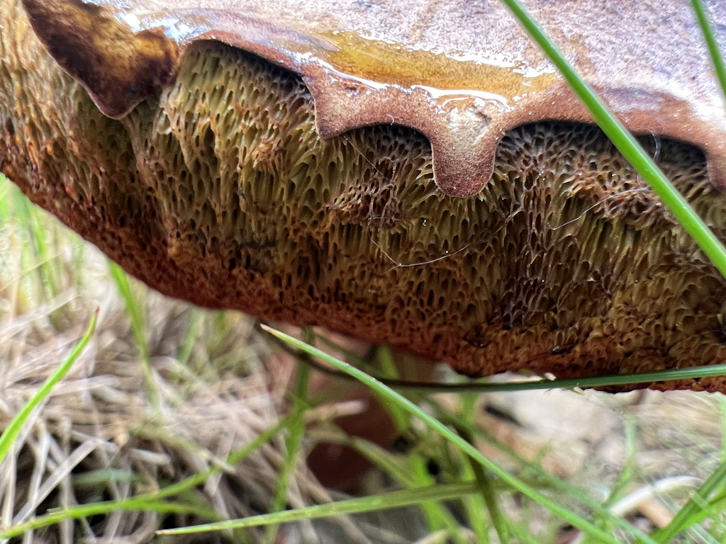 boletes