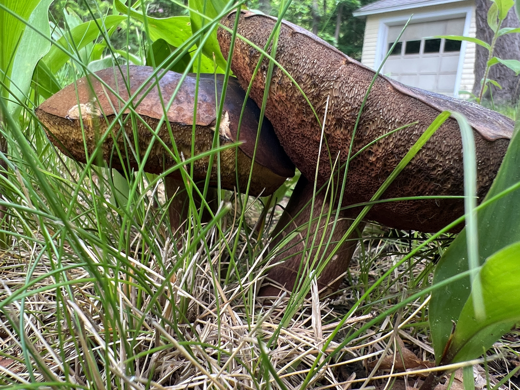 boletes