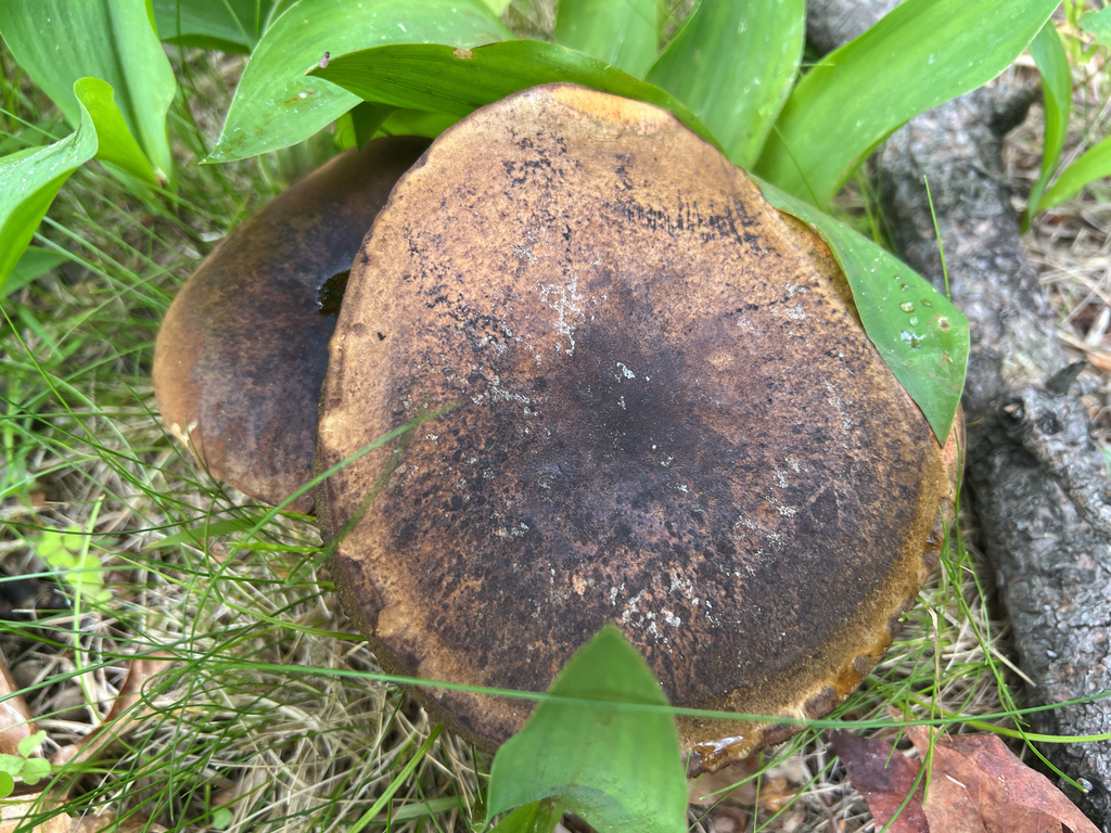 boletes