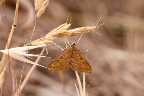 Mecyna mustelinalis photo 3
