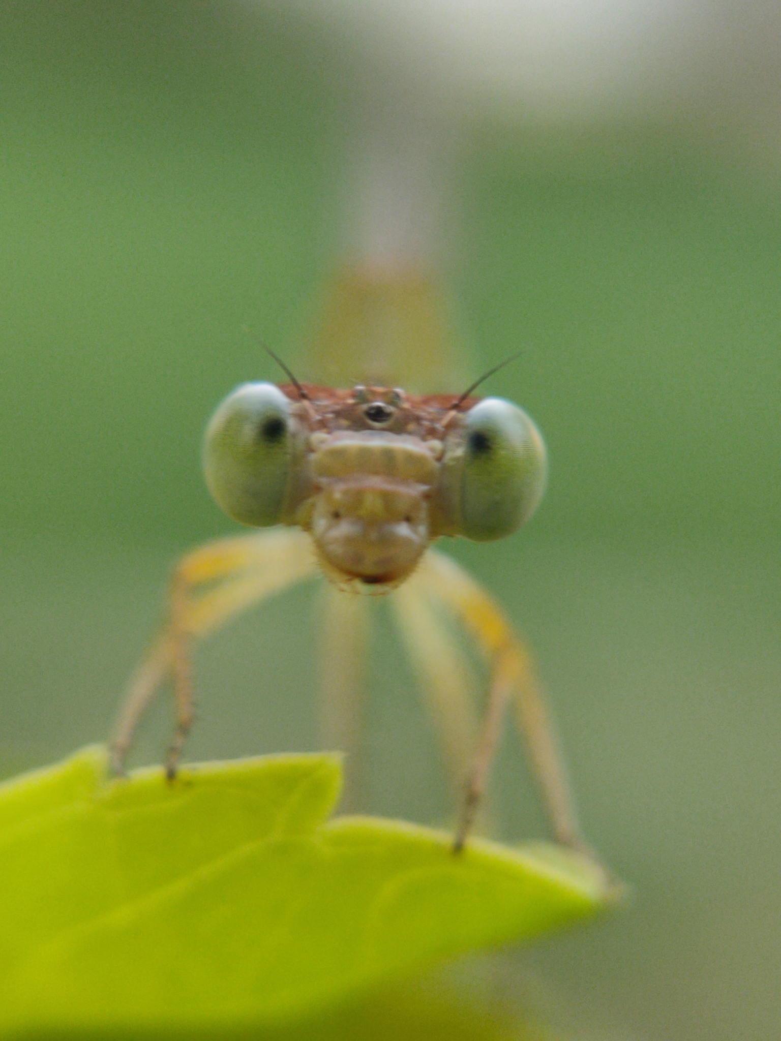 Coromandel Marsh Dart