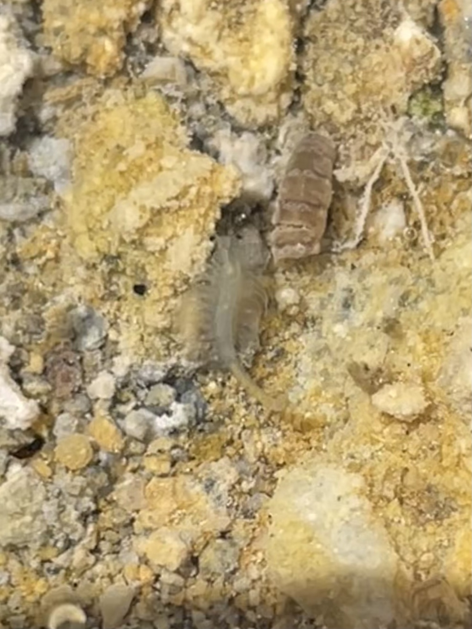 Artemia monica Verrill, 1869