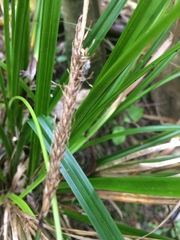 Carex uncinata