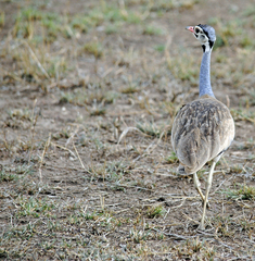 Eupodotis senegalensis