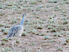 Eupodotis senegalensis