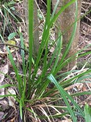 Carex uncinata