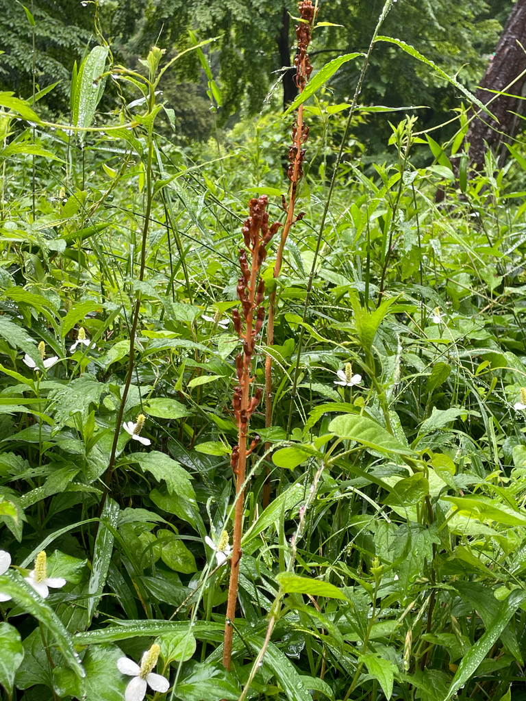 Gastrodia elata