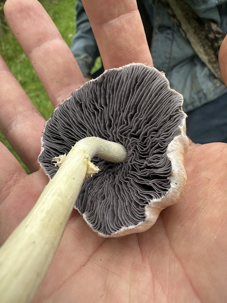 Stropharia rugosoannulata lutea