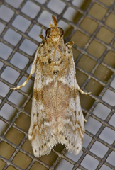 Amyelois transitella