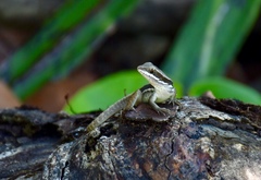 Leiocephalus macropus