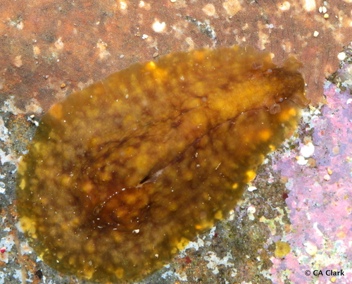 Dolabrifera dolabrifera observed 2025-05-28
