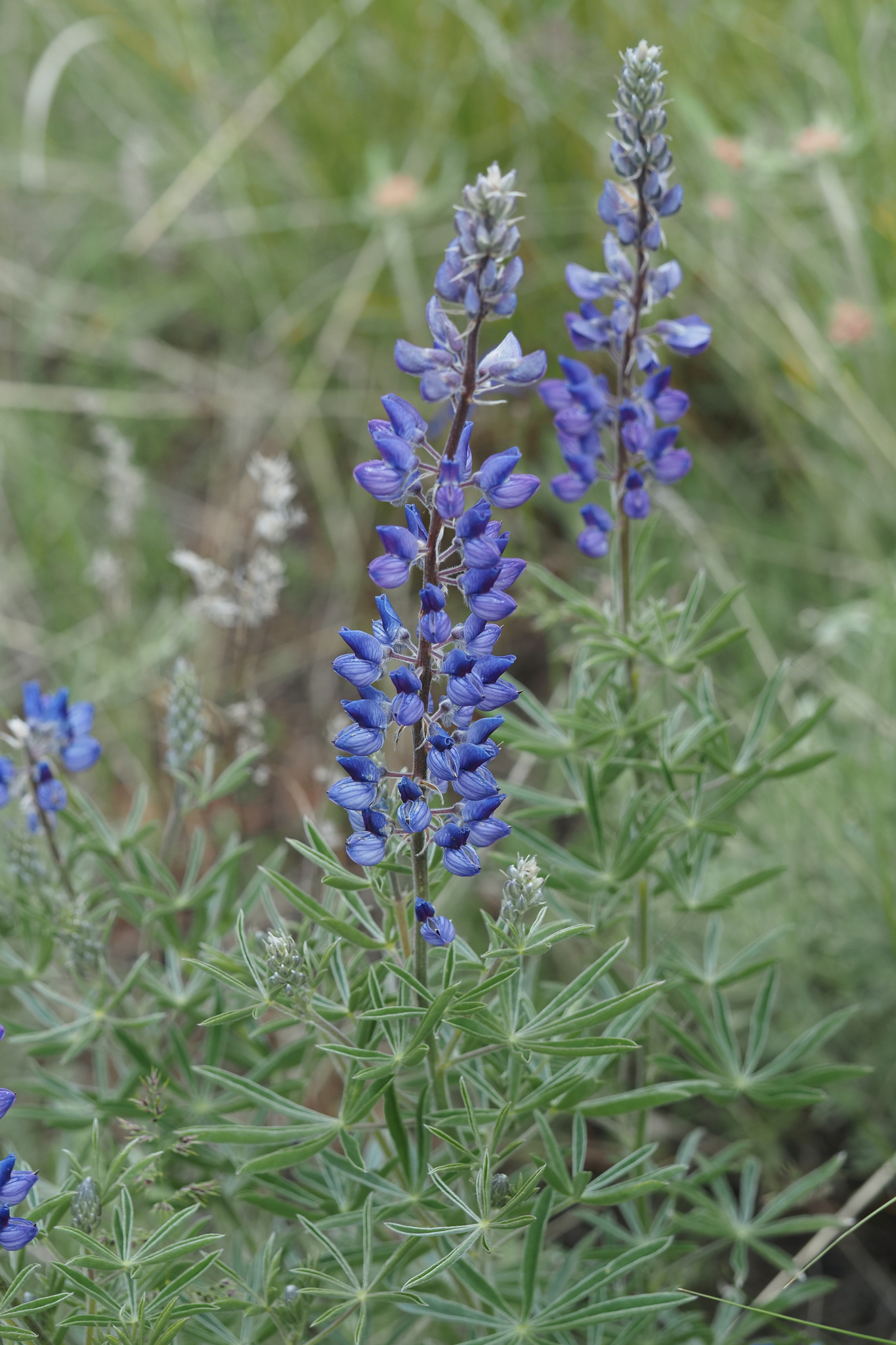 Lupinus sericeus
