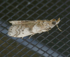 Amyelois transitella