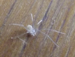 Spermophora senoculata