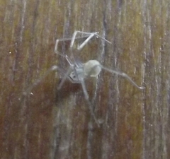 Spermophora senoculata