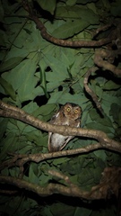 Otus spilocephalus hambroecki
