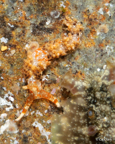 Facelinella semidecora, 2025-05-28
