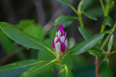 Rhododendron catawbiense