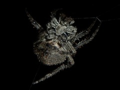 Araneus andrewsi
