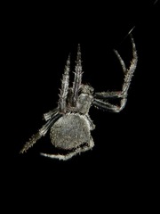 Araneus andrewsi