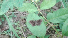 Viola egra
