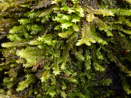 Plagiochila arbuscula var. arbuscula