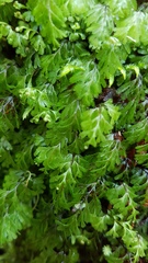 Hymenophyllum cupressiforme