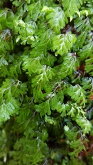 Hymenophyllum cupressiforme