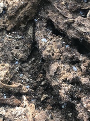 Solenopsis saevissima