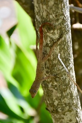 Anolis allogus