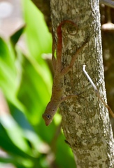 Anolis allogus