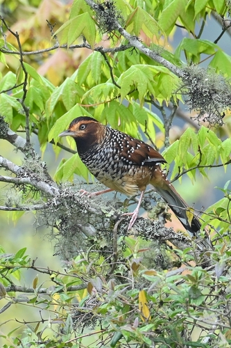 Spotted Laughingthrush (Ianthocincla ocellata), photo 10