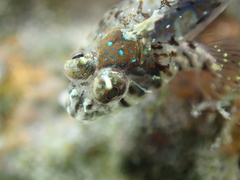 Barcheek Blenny photo 4