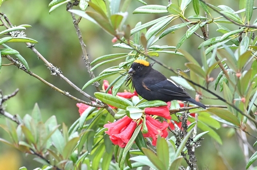 Golden-naped Finch (Pyrrhoplectes epauletta), photo 6