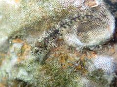 Barcheek Blenny photo 5