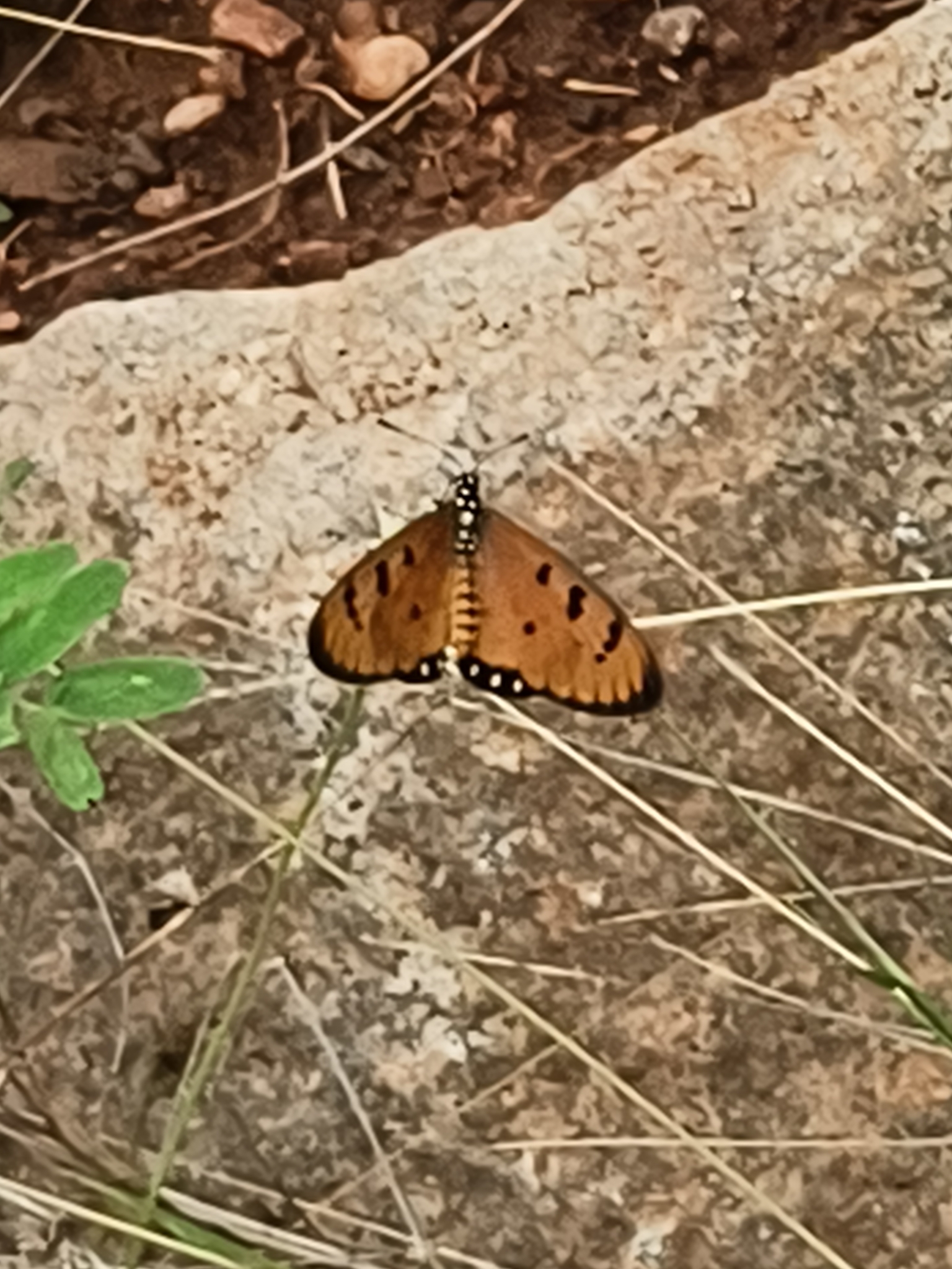 Tawny Coster